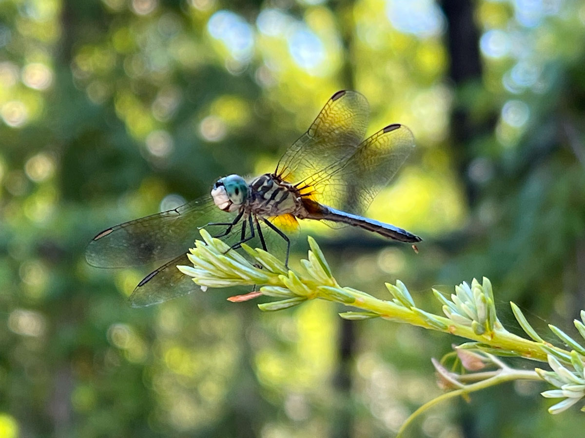 Dragonfly at the CALX Cabin