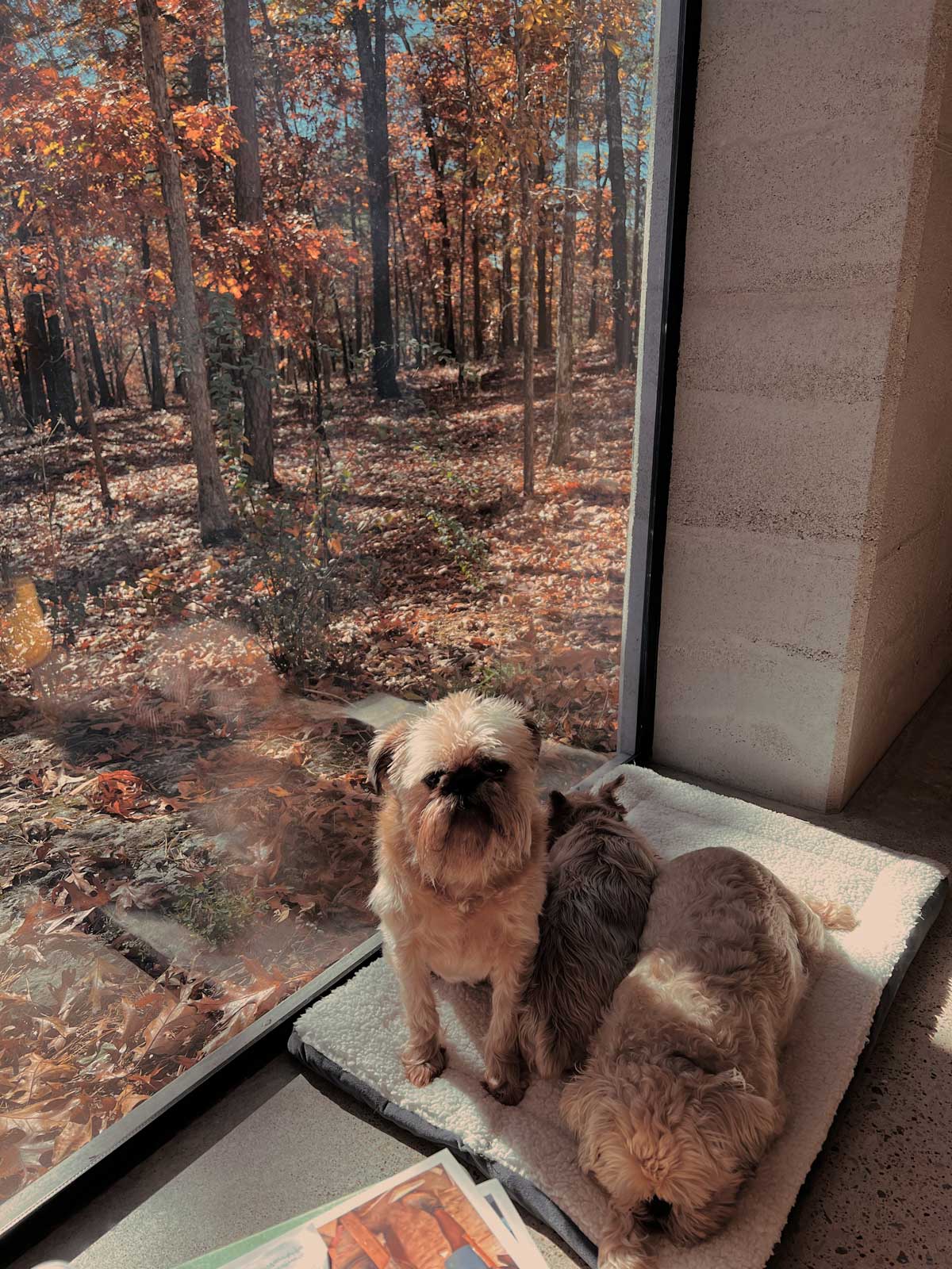 The 3 amigos, the owners Brussels Griffons, sunning themselves in the autumn sun.