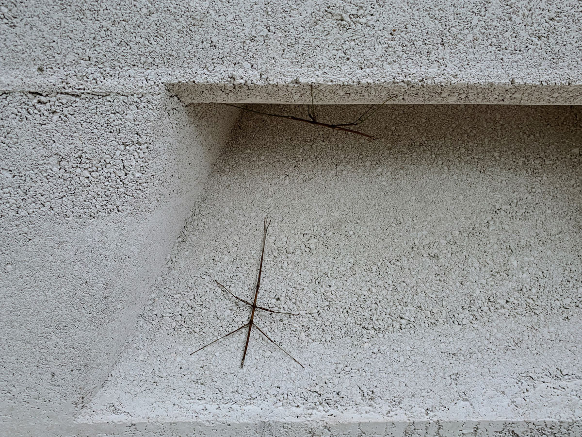 Walking sticks love rammed earth, here they can be seen in the integrated light wells